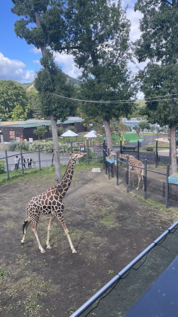 円山動物園キリン