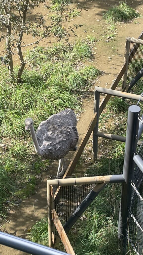 円山動物園ダチョウ