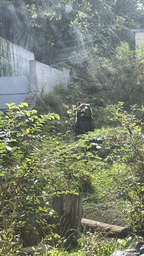 エゾヒグマ館