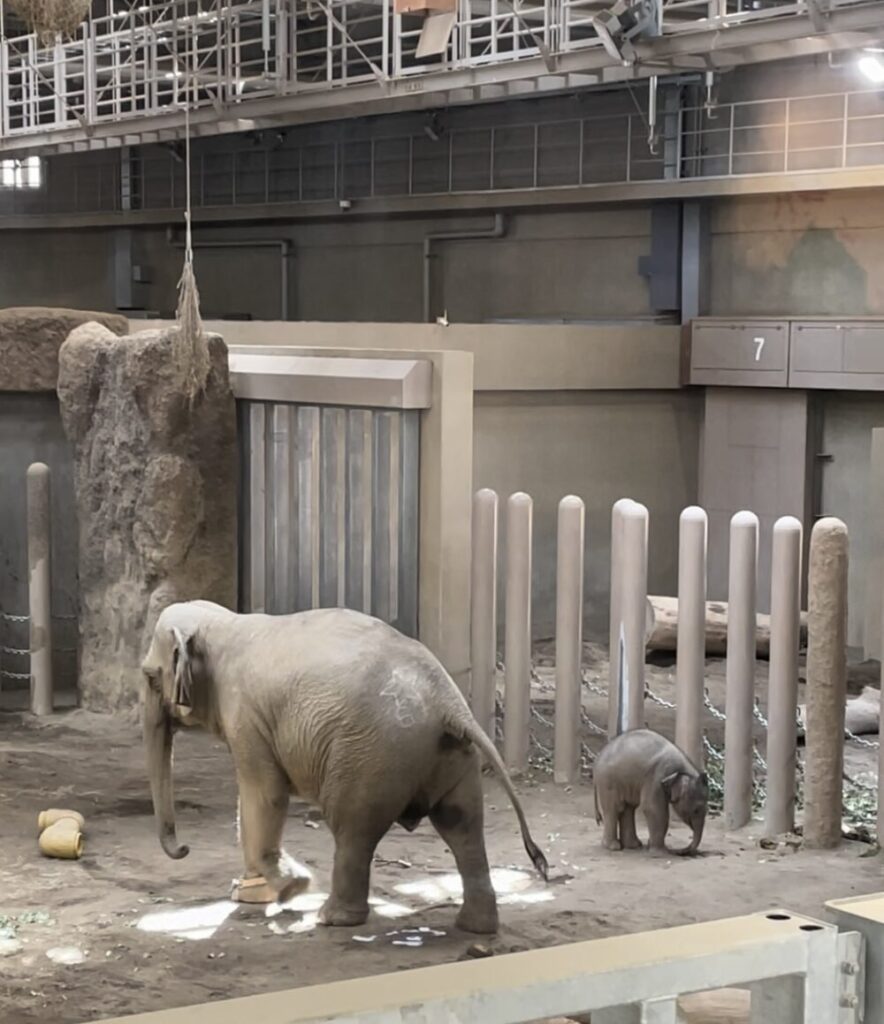 円山動物園　ぞうの親子