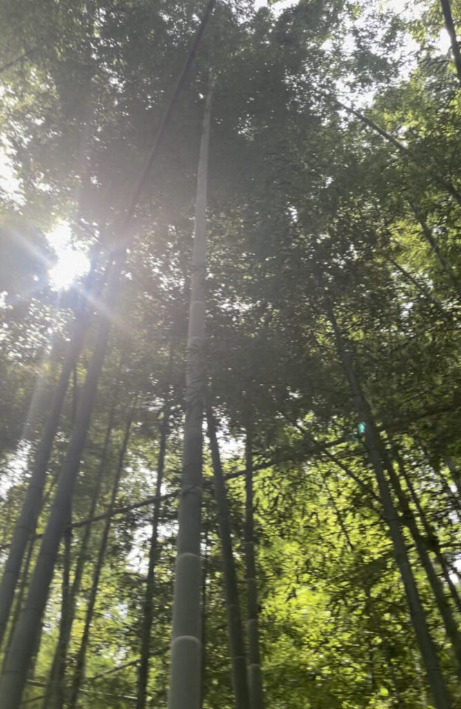 報国寺　竹林