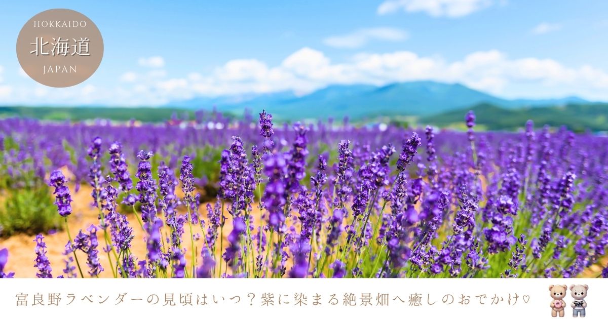 富良野のラベンダーの見頃の時期は？2024年おすすめのラベンダー畑について調査
