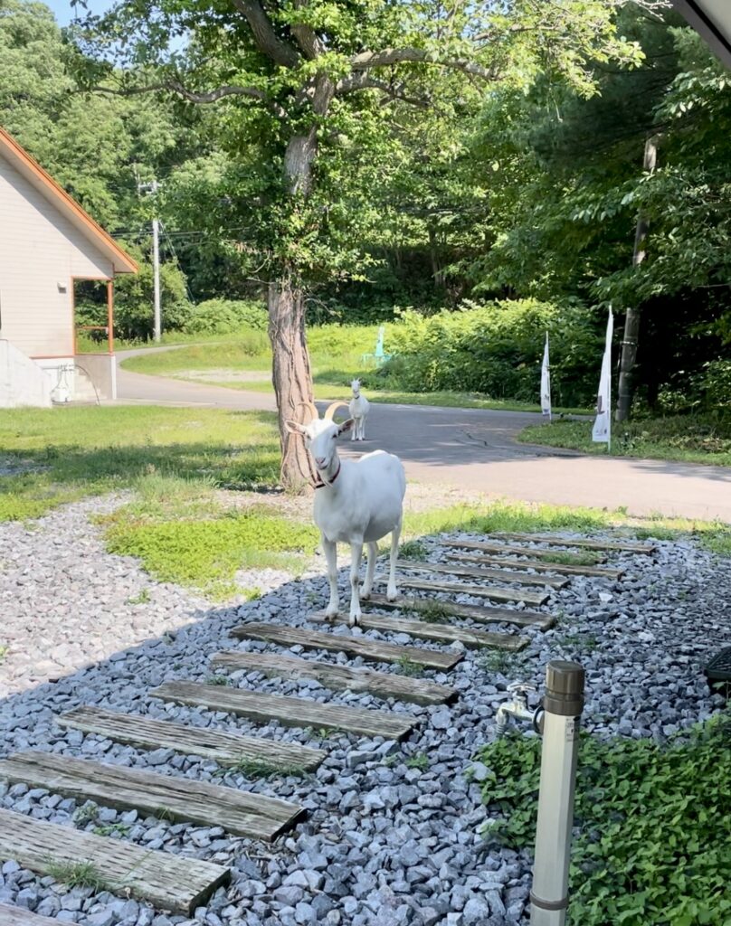 三田牧場ヤギ