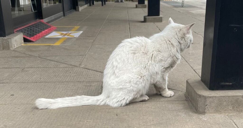 愛宕神社の白猫シズちゃん（後ろ姿）
