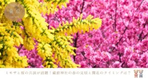 蔵前神社のミモザと桜、見頃はいつまで？2025年の最新開花状況！