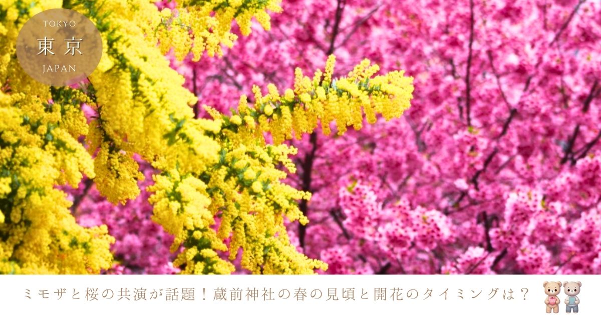 蔵前神社のミモザと桜、見頃はいつまで？2025年の最新開花状況！