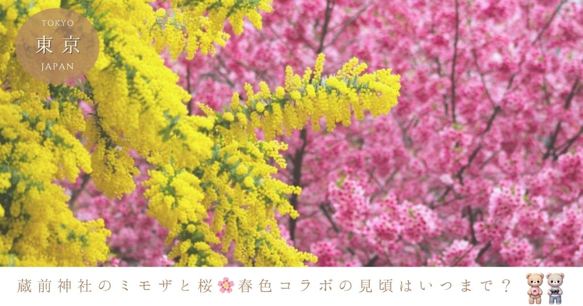 蔵前神社のミモザと桜、見頃はいつまで？2025年の最新開花状況！