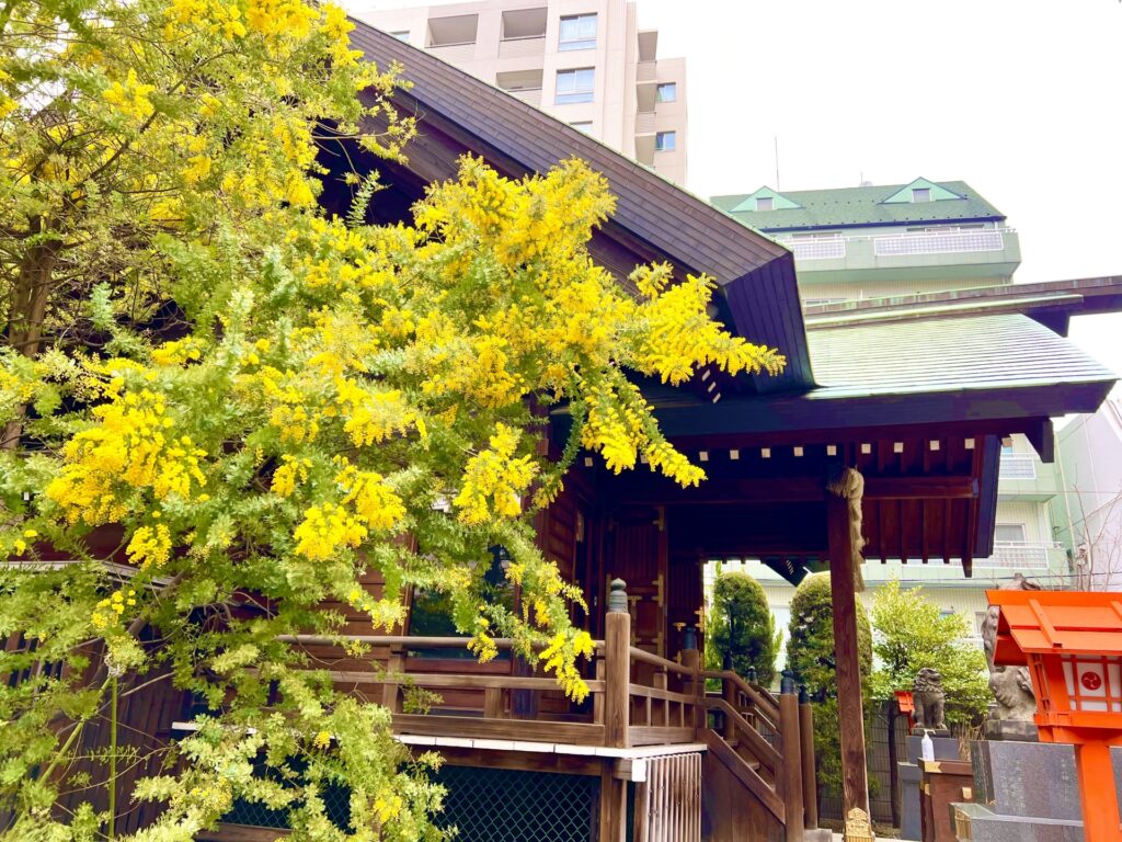 蔵前神社のみもざ