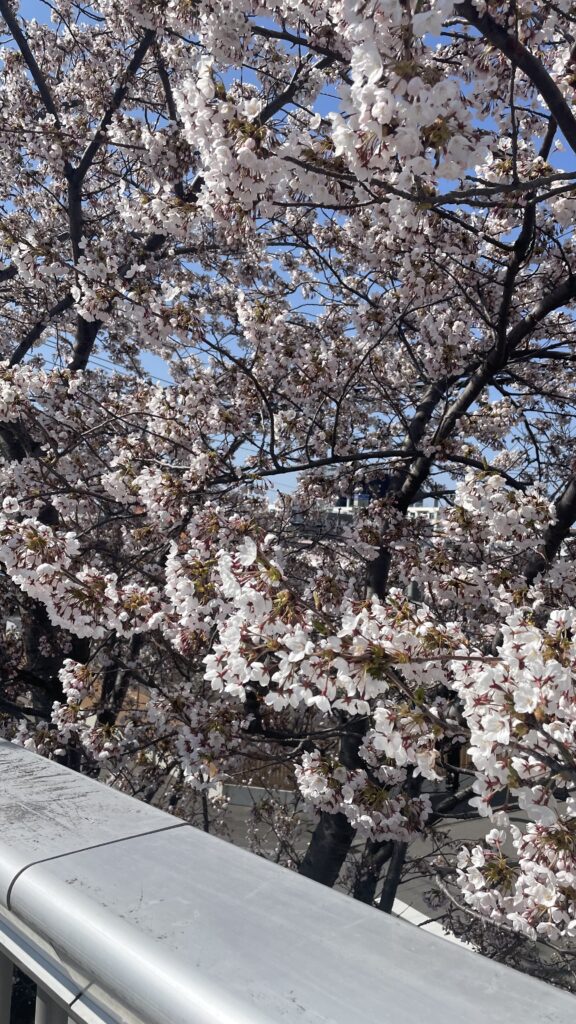 白石こころーどの桜