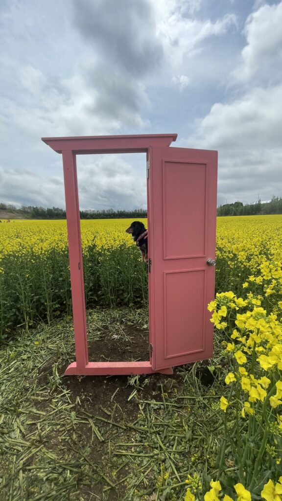 安平町：菜の花畑のどこでもドア