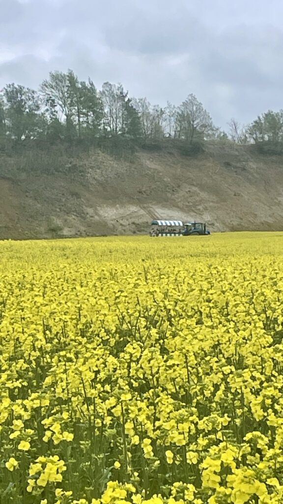 菜の花×幌馬車