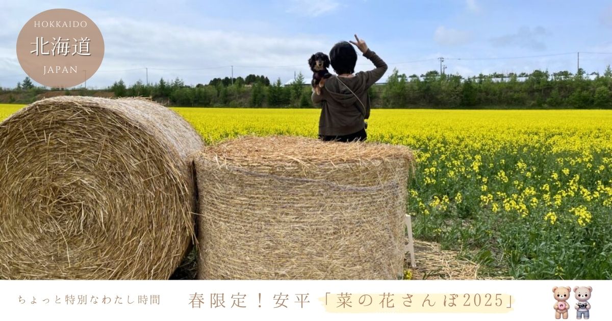 安平町菜の花さんぽ2025どこでもドア×菜の花絶景ドライブ