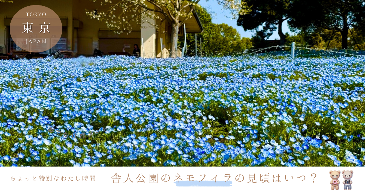 舎人公園のネモフィラの見頃はいつからいつまで？開花・ライトアップ情報も！