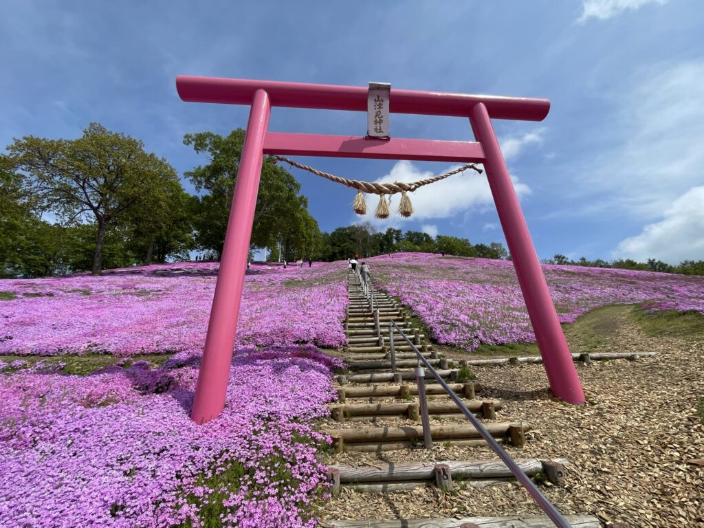 東藻琴ピンクの鳥居と芝桜