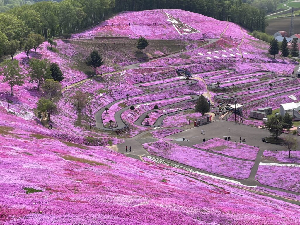 丘の上からの俯瞰ビュースポット