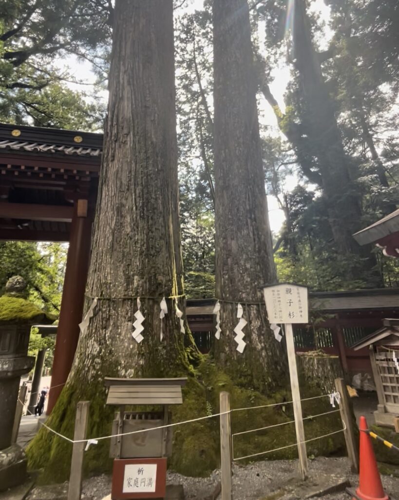 二荒山神社　親子杉