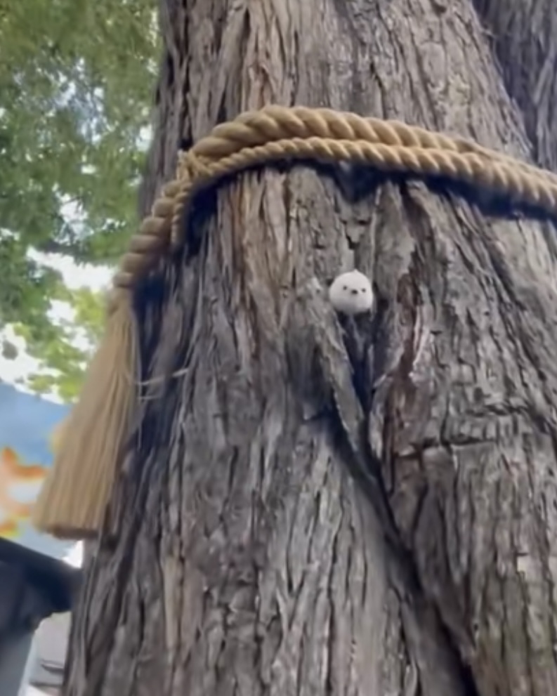 御神木＆シマエナガちゃん