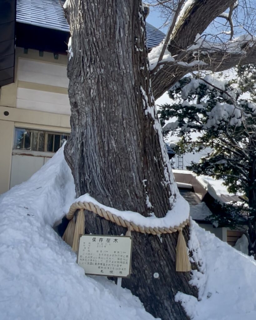 ご神木ハルニレ