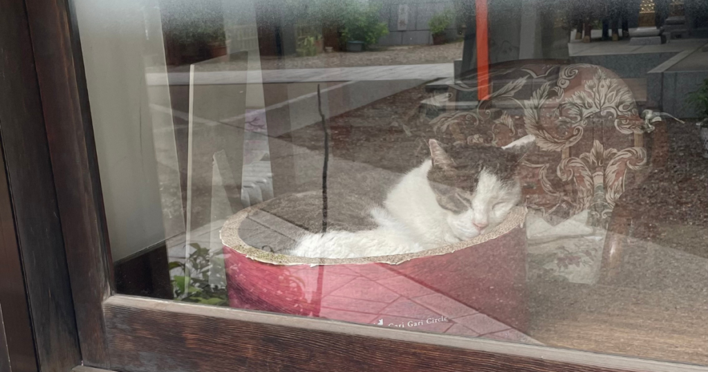 蔵前神社の看板猫のポン太くん